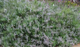 Brandegee's sage