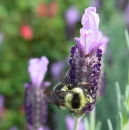 Blacktailed bumble bee queen