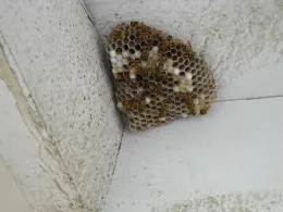 Developing Paper wasp nest