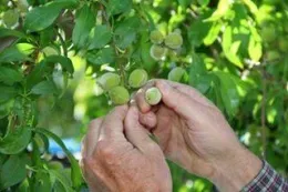 fruit thinning mick 2