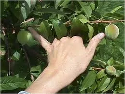 fruit thinning