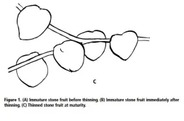 fruit thinning uc2