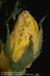aphid