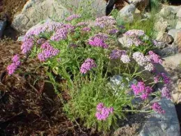 Demo Garden Photo 2 - Berg