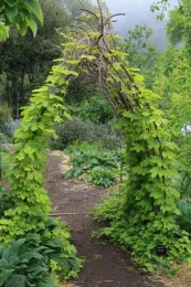 Herb Study - Photo 4