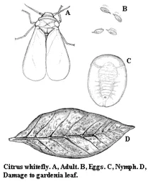 Pests Insect 01