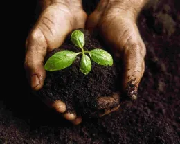 Good healthy soil.