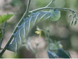 Tomato Hornworm