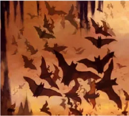 Bats