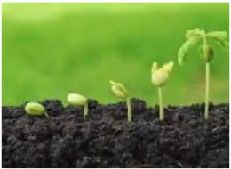 Seed Starting