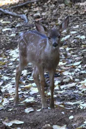Fawn1
