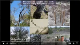 Phytophthoras (Part 3)