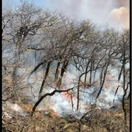 Fire photo 2 Sq