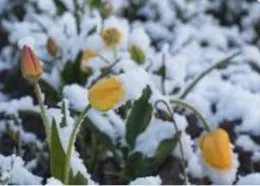 Winterizing Perennials