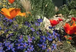California Natives