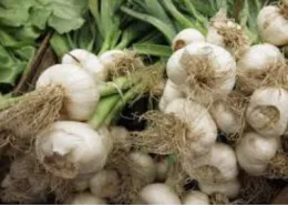 Garlic