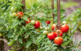 Tomato