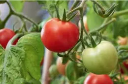 Tomato