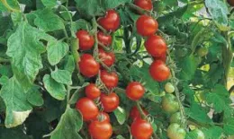 Tomato