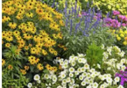 Pollinator Garden