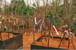 Selecting Bare Root Trees
