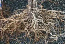 Bare Root Fables