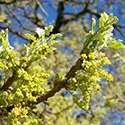 catkins