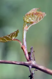 Bud break