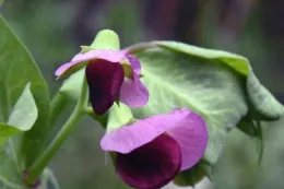 Pea blossom
