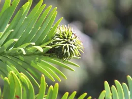 Female Cone