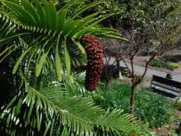 Male Cone
