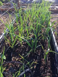 Garlic in raised bed, Kim Schwind
