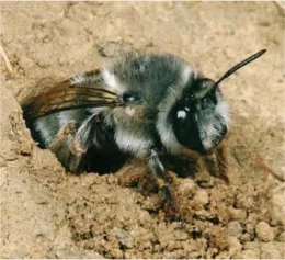 digger bee nest