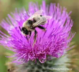 male digger bee keatley-garvey