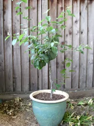 An apple makes for a nice container tree