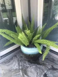 Container Large Asparagus Fern by Shirley D'Addio