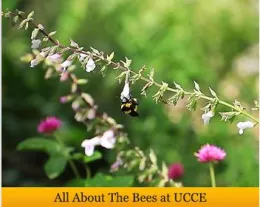 Bees sm banner