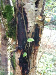 SOD on a birch