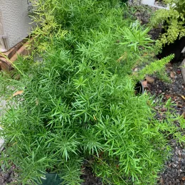 Asparagus CM2