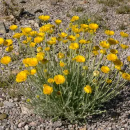 Baileya_multiradiata_4
