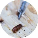 cropped circle of beetle 150 px