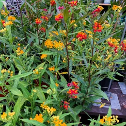 Asclepias_CM2