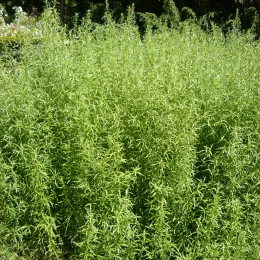 Artemisia_dracunculus_HRM
