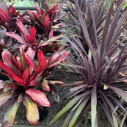 Cordyline_CM3
