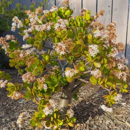 Jade_Blooming