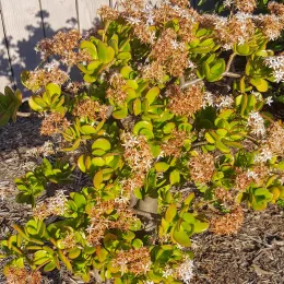 Jade_Blooming_2