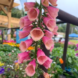 Digitalis_CM2