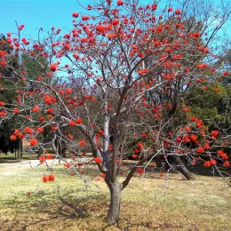 Erythrina_lysistemon,_habitus,_Uniegeboutuine,_a