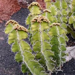 Euphorbia_grandialata_01