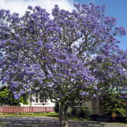 Jacaranda1212_PublicDomain